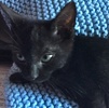 [picture of Quiz, a Domestic Short Hair black cat]