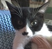 [picture of Waz, a Domestic Short Hair black/white tuxedo cat]