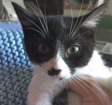 [picture of Waz, a Domestic Short Hair black/white tuxedo\ cat] 