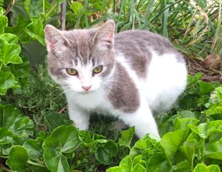 [picture of Europea, a Domestic Short Hair blue/white\ cat] 