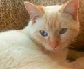 [picture of Mimo, a Siamese Flame point cat]