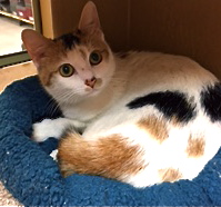 [picture of Katya, a Domestic Short Hair calico cat]