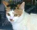 [picture of Katya, a Domestic Short Hair calico cat]