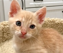 [picture of Karsen, a Domestic Short Hair orange\ cat] 