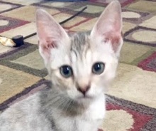 [picture of Mira, a Domestic Short Hair white tabby\ cat] 