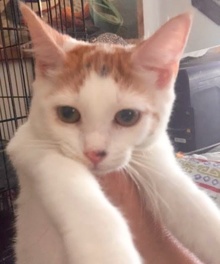 [another picture of Strawberry Shortcake, a Domestic Short Hair white/orange\ cat] 