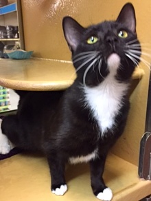 [another picture of Bobbi, a Domestic Short Hair black/white tuxedo\ cat] 