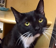 [picture of Bobbi, a Domestic Short Hair black/white tuxedo\ cat] 