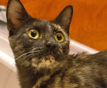 [picture of Cali, a Domestic Short Hair tortie\ cat] 