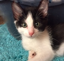 [picture of Pepper, a Domestic Short Hair black/white tuxedo\ cat] 