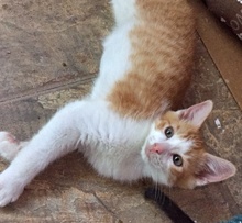 [picture of Julius, a Domestic Short Hair orange/white cat]