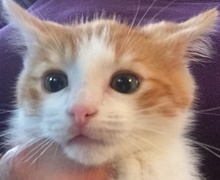 [picture of Julius, a Domestic Short Hair orange/white\ cat] 