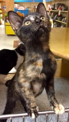 [picture of Mocha, a Domestic Short Hair tortie cat]