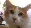 [picture of Gusgus, a Turkish Van Mix orange/white cat]
