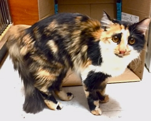 [picture of Dori, a Domestic Medium Hair calco cat]