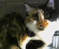 [picture of Dori, a Domestic Medium Hair calco cat]