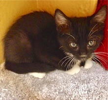[picture of Charlotte, a Domestic Short Hair black/white tuxedo cat]