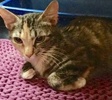 [picture of Almirah, a Domestic Medium Hair torbico cat]