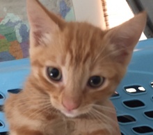 [picture of Noodle, a Domestic Short Hair orange\ cat] 