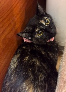 [picture of Yadira, a Domestic Short Hair tortie cat]