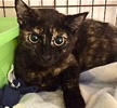 [picture of Yadira, a Domestic Short Hair tortie cat]
