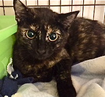 [picture of Yadira, a Domestic Short Hair tortie\ cat] 