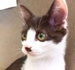 [picture of Everest, a Domestic Short Hair brown/white cat]
