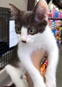 [picture of Everest, a Domestic Short Hair brown/white cat]