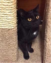 [picture of Canasta, a Domestic Short Hair black cat]