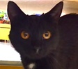 [picture of Canasta, a Domestic Short Hair black cat]