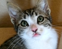 [picture of Dandelion, a Domestic Short Hair gray tabby /white\ cat] 