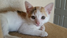 [another picture of Little Daisy, a Domestic Short Hair calico\ cat] 