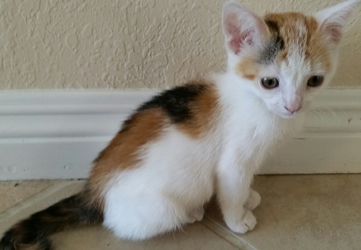 [picture of Little Daisy, a Domestic Short Hair calico cat]