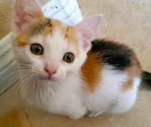 [picture of Little Daisy, a Domestic Short Hair calico\ cat] 