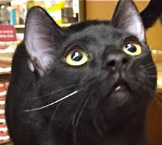 [picture of Bingo, a Domestic Short Hair black\ cat] 