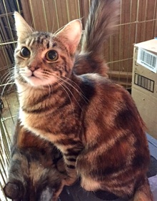 [another picture of Tawnie, a Domestic Short Hair swirl tabby\ cat] 