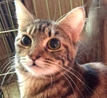 [picture of Tawnie, a Domestic Short Hair swirl tabby\ cat] 