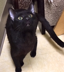 [picture of Salem, a Bombay Mix black cat]