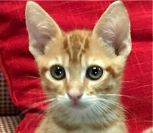 [picture of Cheeto, a Domestic Short Hair orange\ cat] 