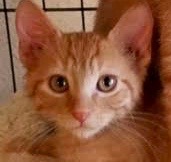 [picture of Zain, a Domestic Short Hair orange\ cat] 