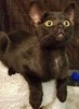 [picture of Ebony, a Domestic Short Hair black cat]