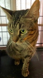 [picture of Belinda, a Domestic Short Hair tabby/tripod cat]