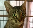 [picture of Belinda, a Domestic Short Hair tabby/tripod cat]