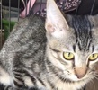 [picture of Jedi, a Oriental Mix gray tabby cat]