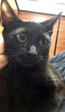 [another picture of Vader, a Domestic Short Hair black\ cat] 