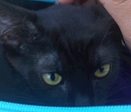 [picture of Vader, a Domestic Short Hair black\ cat] 