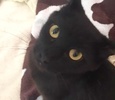 [picture of Jesara, a Domestic Medium Hair black cat]