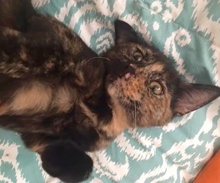 [picture of Gemmy, a Domestic Short Hair tortie\ cat] 
