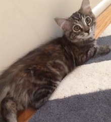 [picture of Chessie, a Maine Coon-x swirl torbico cat]