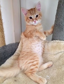 [picture of Juli, a Maine Coon-x orange cat]